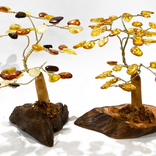 琥珀樹(發財樹) Amber fortune tree